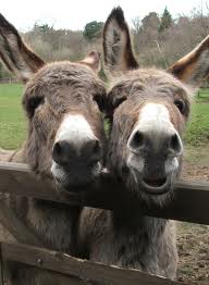 Donkeys