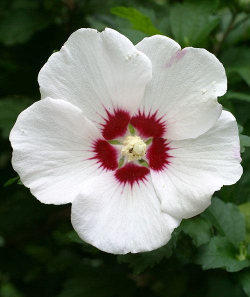 The Rose of Sharon - the Syrian Hibiscus - the national flower of Korea