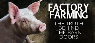 A timely reminder about the dangers of industrialised slaughter of animals – its also downright cruel.   If we are downright cruel to every other species, it’s little wonder that we end up being cruel to our own.