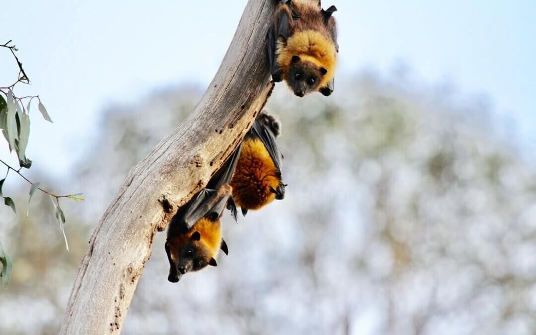 Covid-19: New documents show that just “18 months before the first Covid-19 cases appeared, researchers had submitted plans to release skin-penetrating nanoparticles and aerosols containing “novel chimeric spike proteins” of bat coronaviruses into cave bats in Yunnan, China.