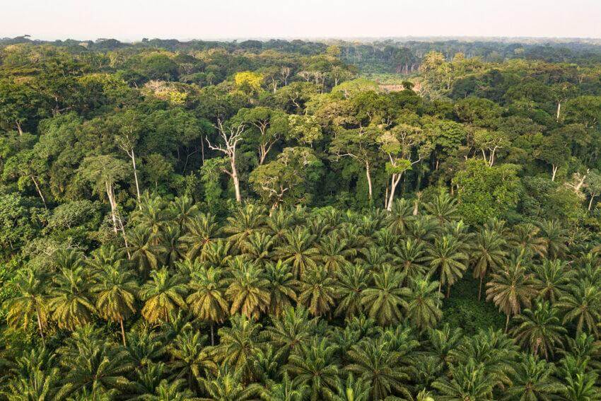 Congo – Government pressed for information about the number of UK companies which (1) purchase cobalt, or (2) are involved in the connected supply chain from the Democratic Republic of the Congo (DRC); what steps they have taken to ensure a fair price is paid to workers in the DRC and to support the eradication of child labour in the supply chain